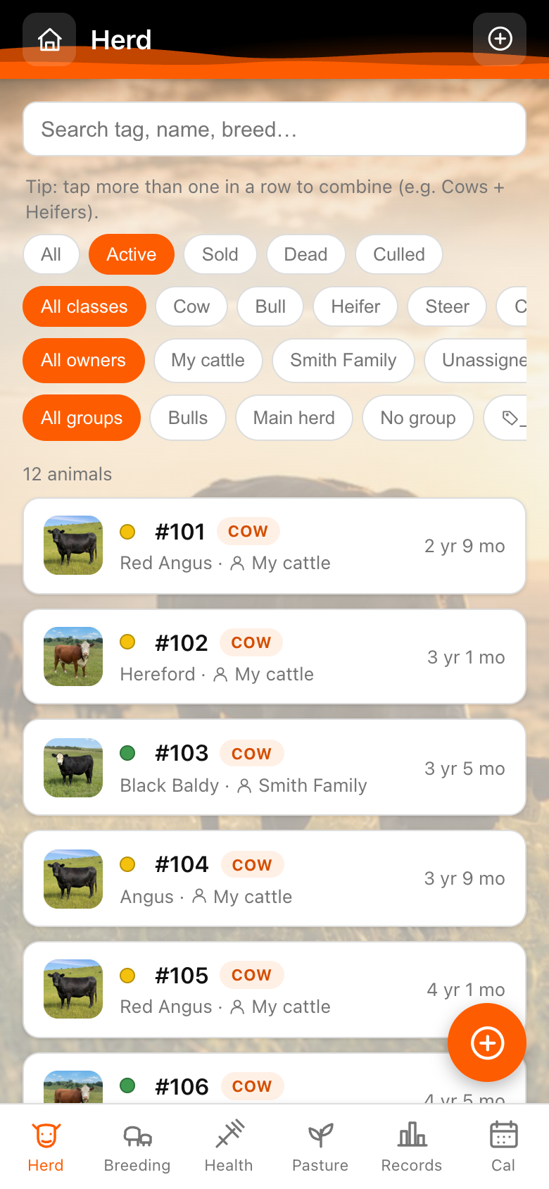 Pasture Tally herd list showing cattle with photos, ear tags, breed and class